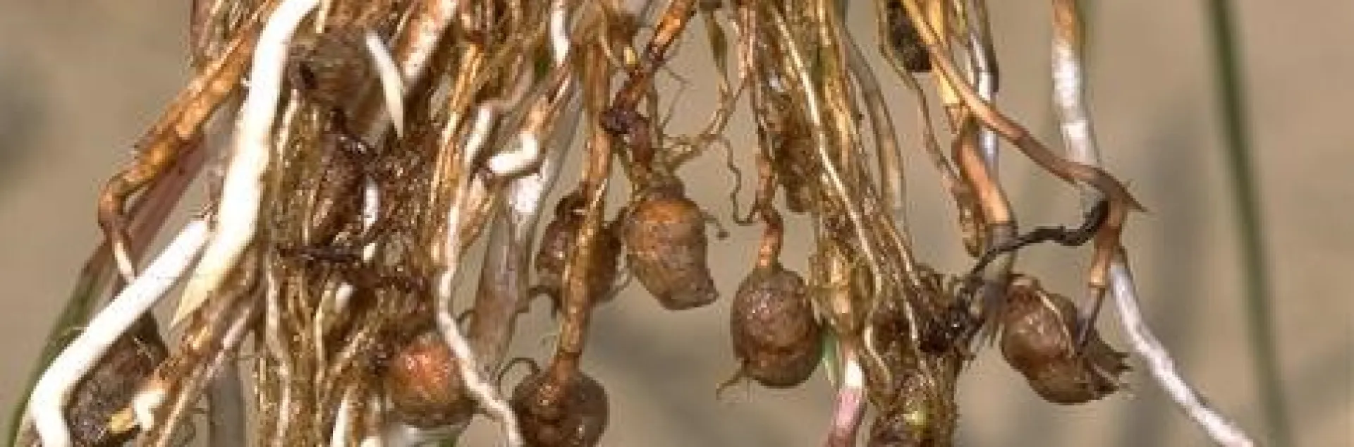 nutsedge nuts