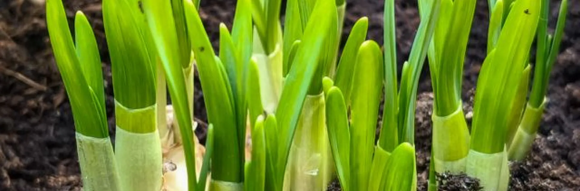 bulbs in soil with green sprouts of bulb plants