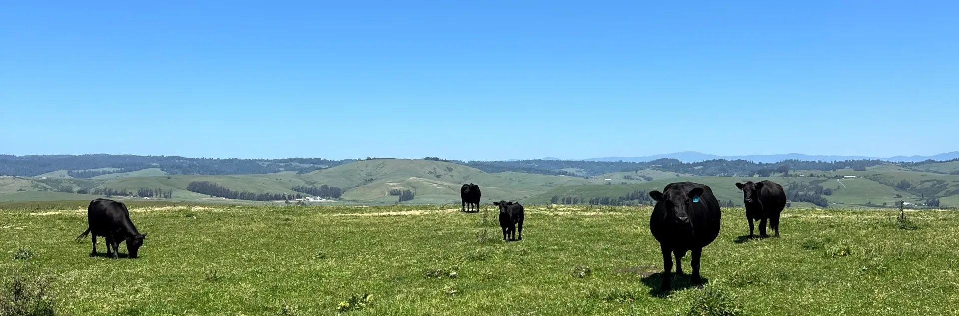 Angus cows on coastal range