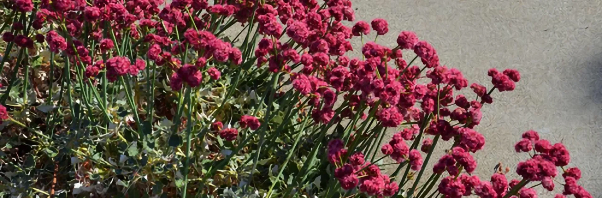red buckwheat, a CA native in full bloom