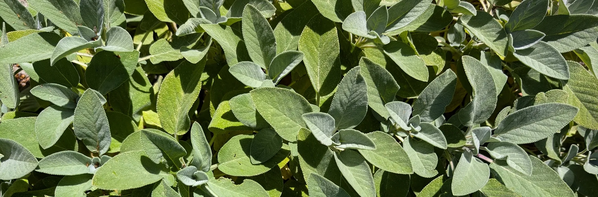 sage is a low water use herb
