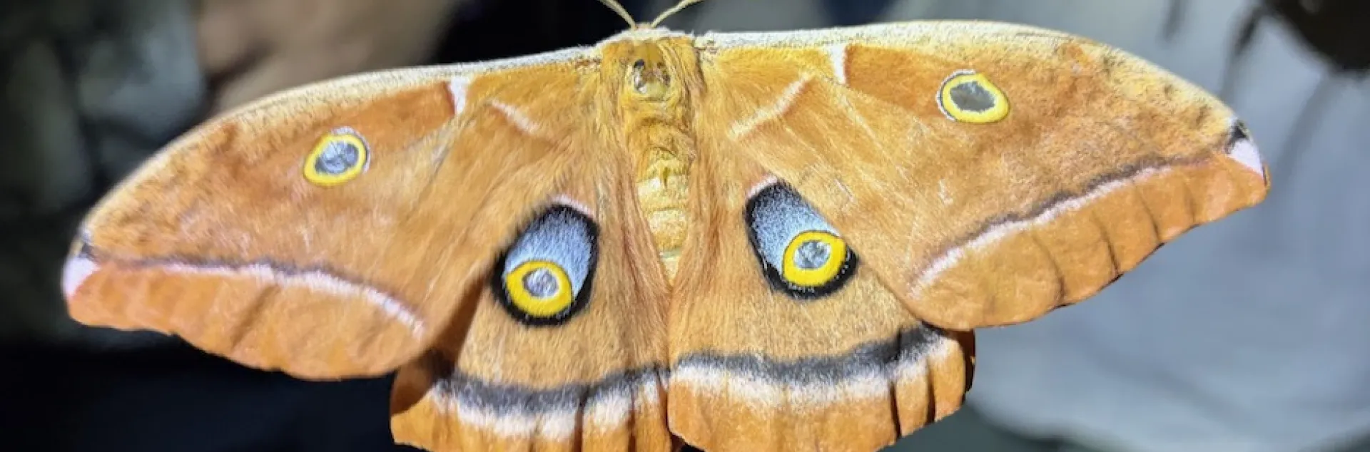Giant silkworm moth showed up at Joel Hernandez' backlighting display in the UC Davis Arboretum and Public Garden.