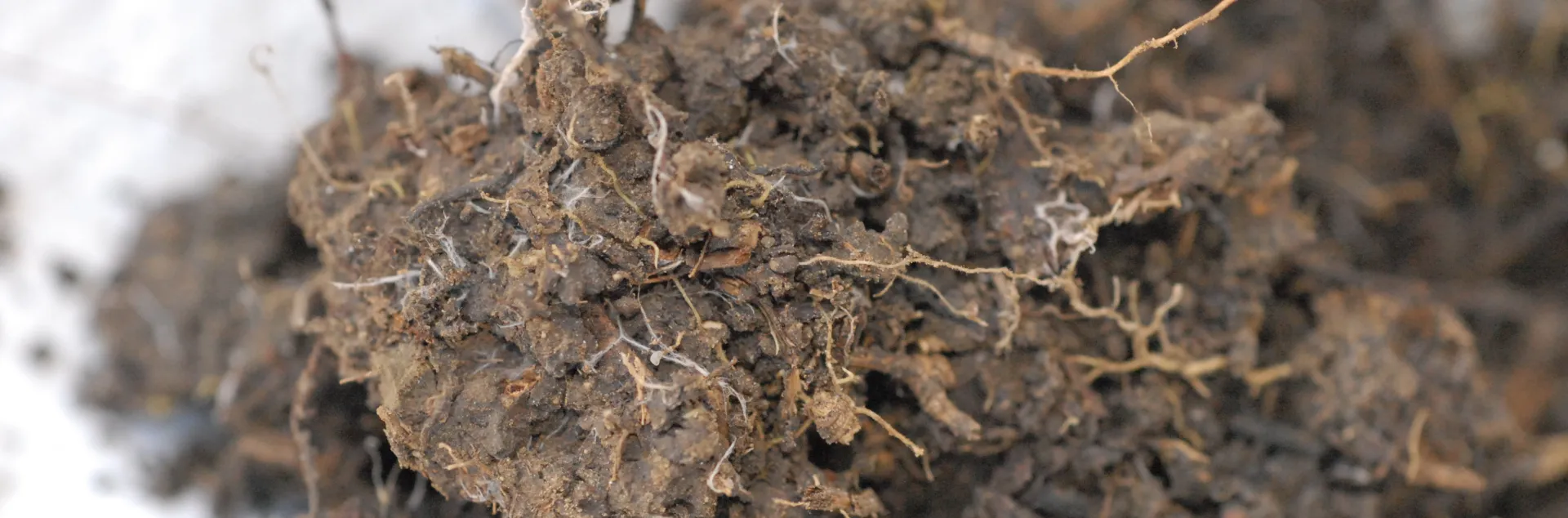 soil