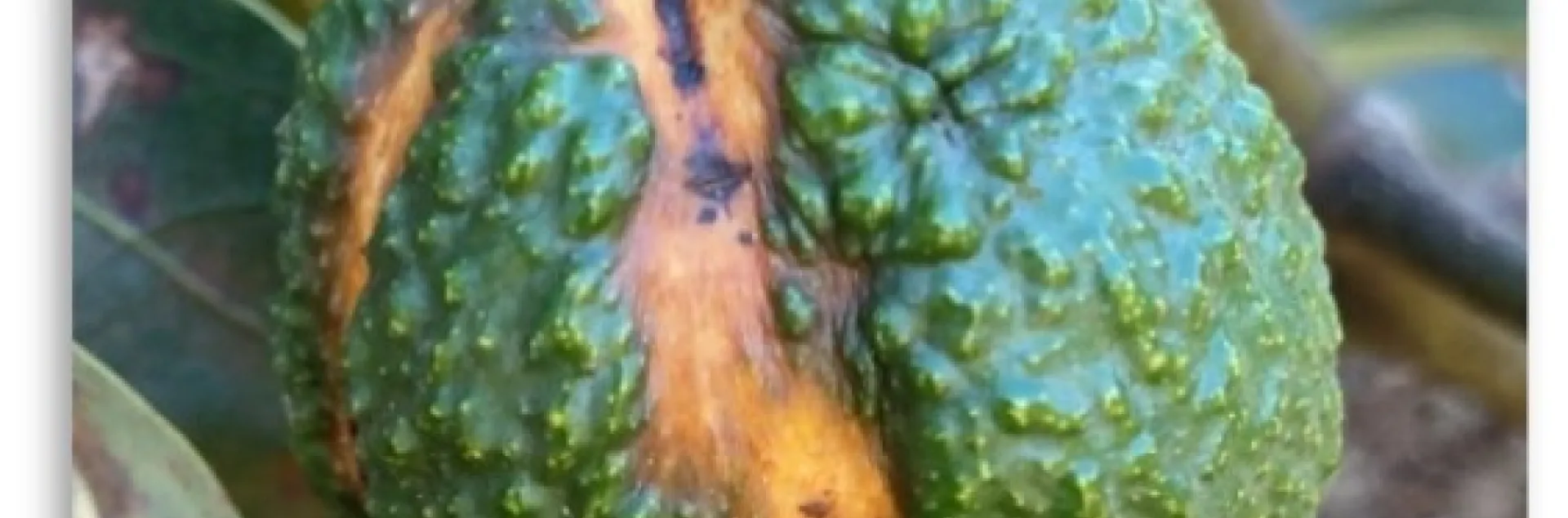 sunblotch fruit