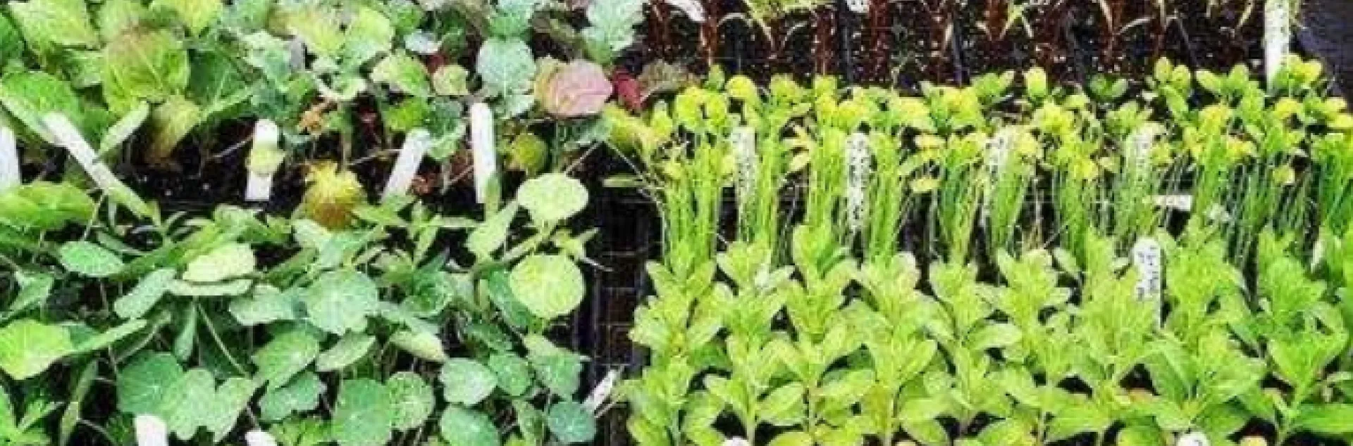 vegetable seedlings planted tightly in trays