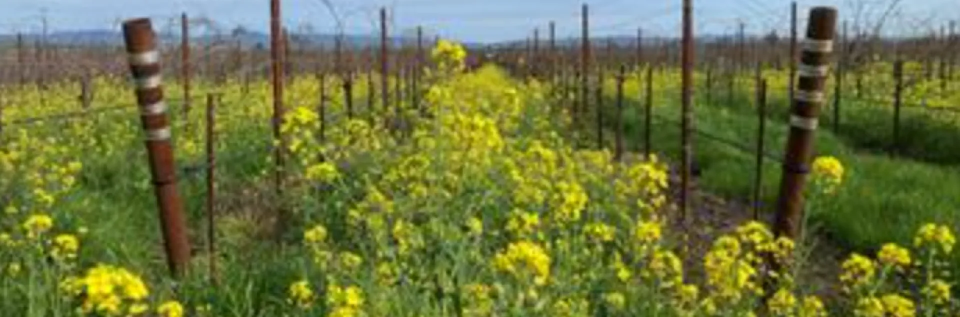 yellow flowering mustard planted in between rows as a cover crop