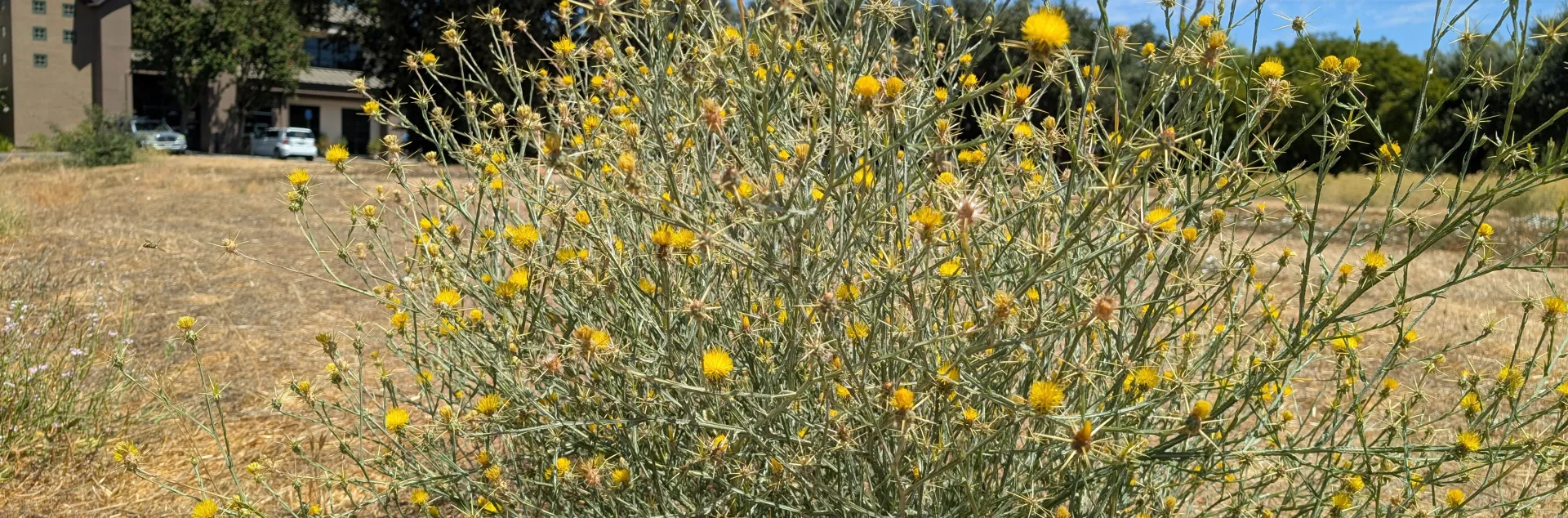 A spiky bush with yellow flowers stands in a dry empty lot under a bright blue sky with wispy clouds with buildings in the background.