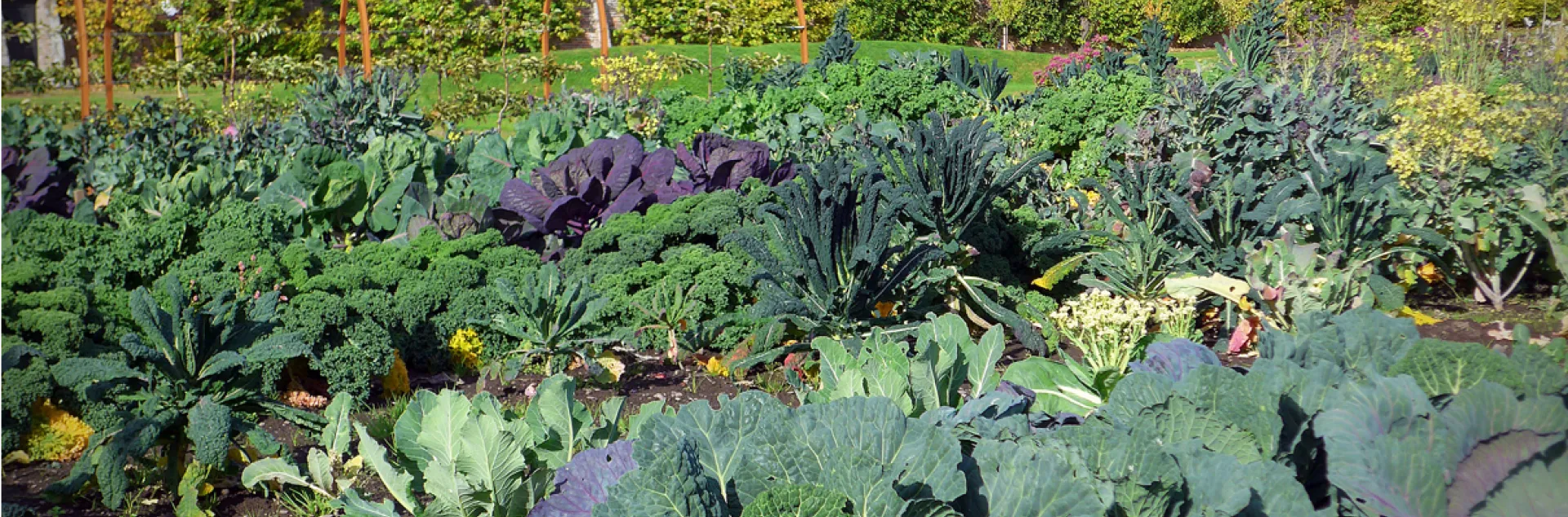 A vegetable garden filled with kale and cabbage in shades of green and purple