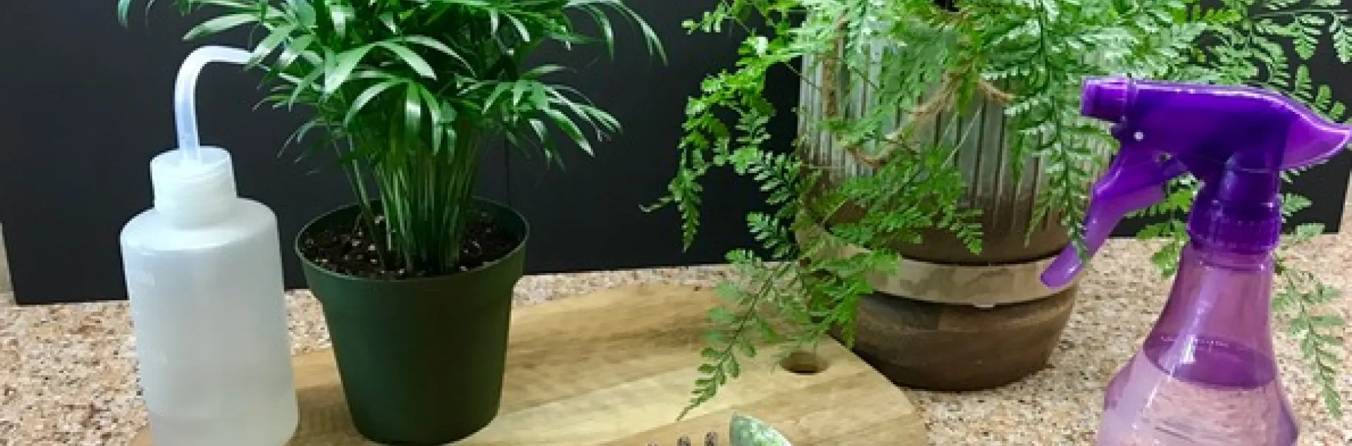 two houseplants on a worksurface with water bottles and clipping tools