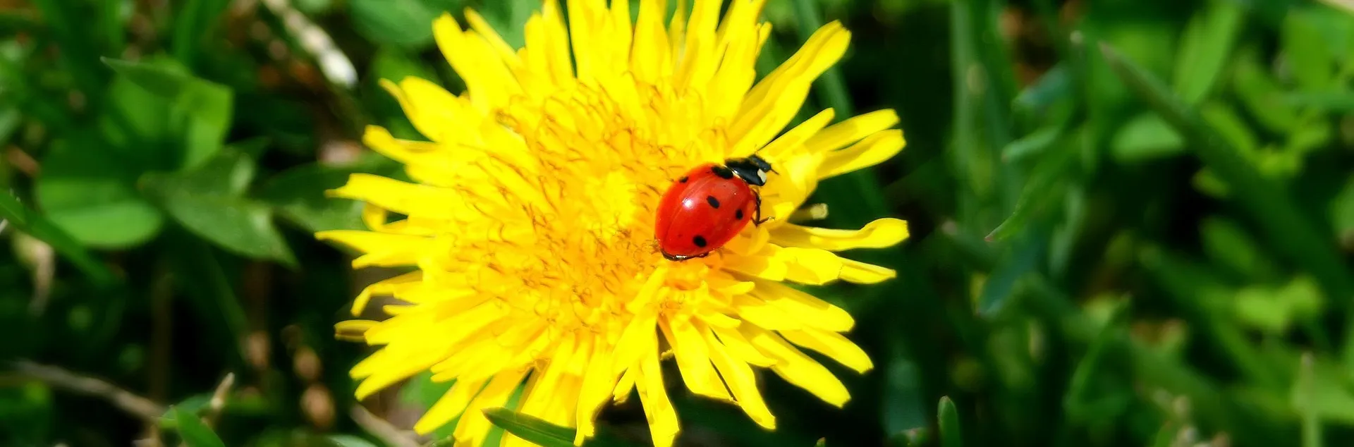 red ladybug on a yellow flower