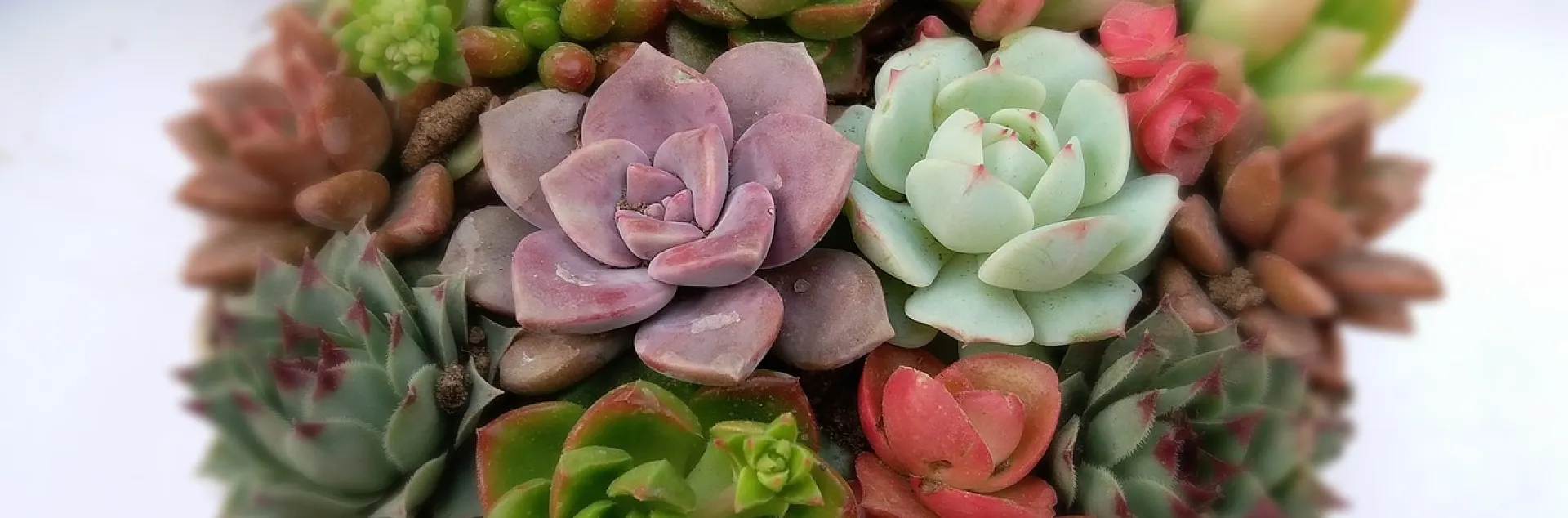 a tight cluster of a variety of echeveria florettes