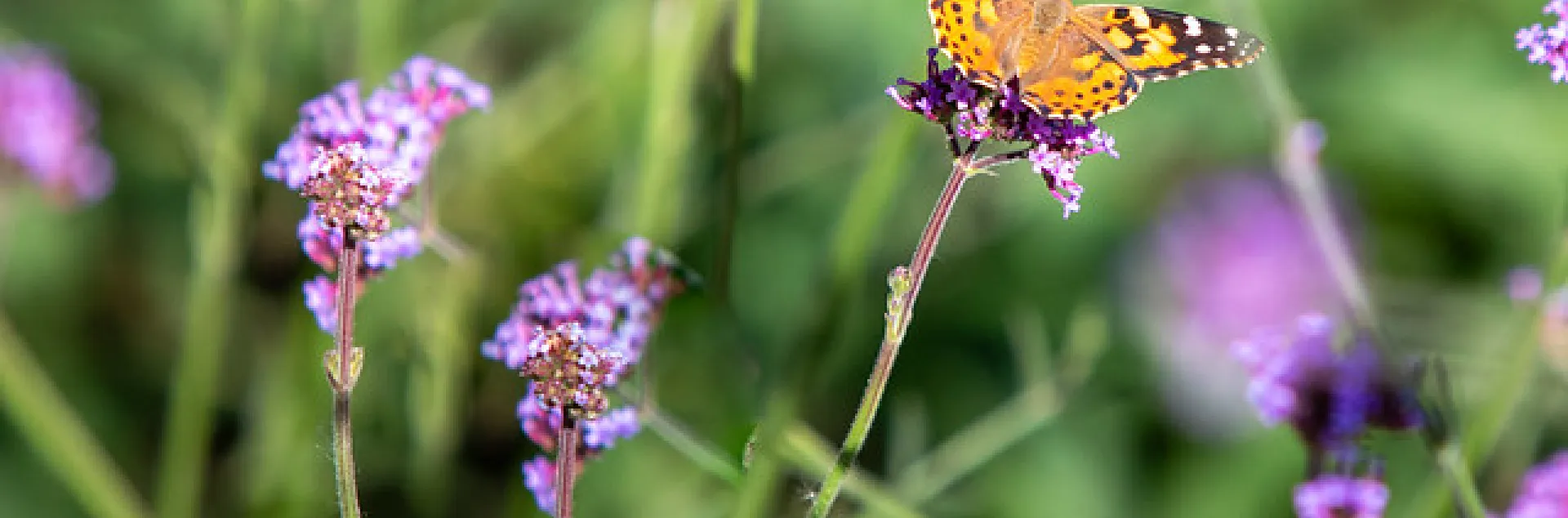orange butterfly on purple flower