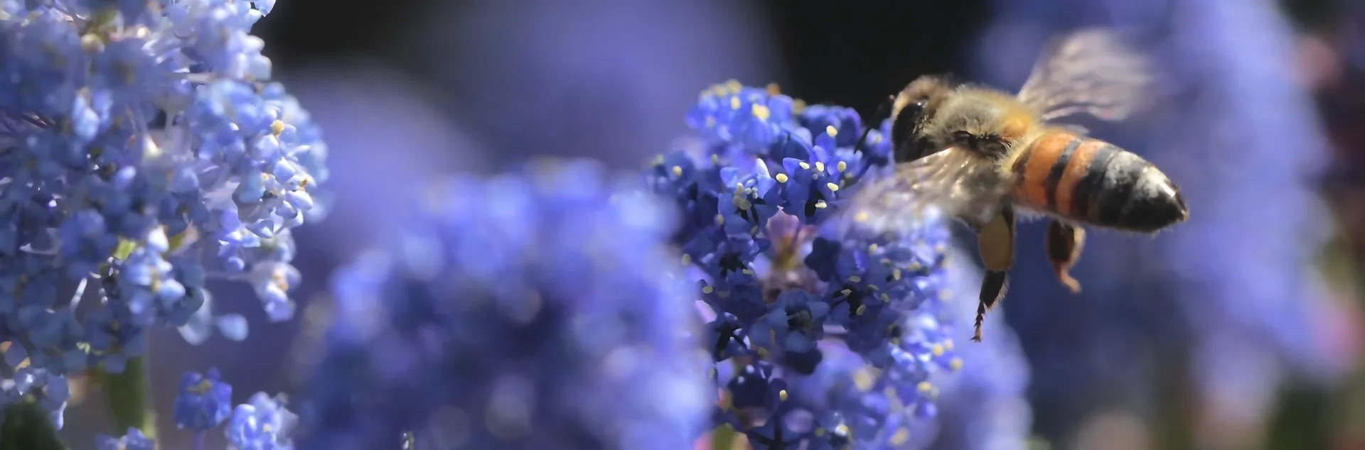 Learn about bees