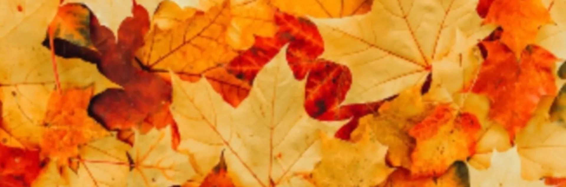 Leave the Leaves for soil health