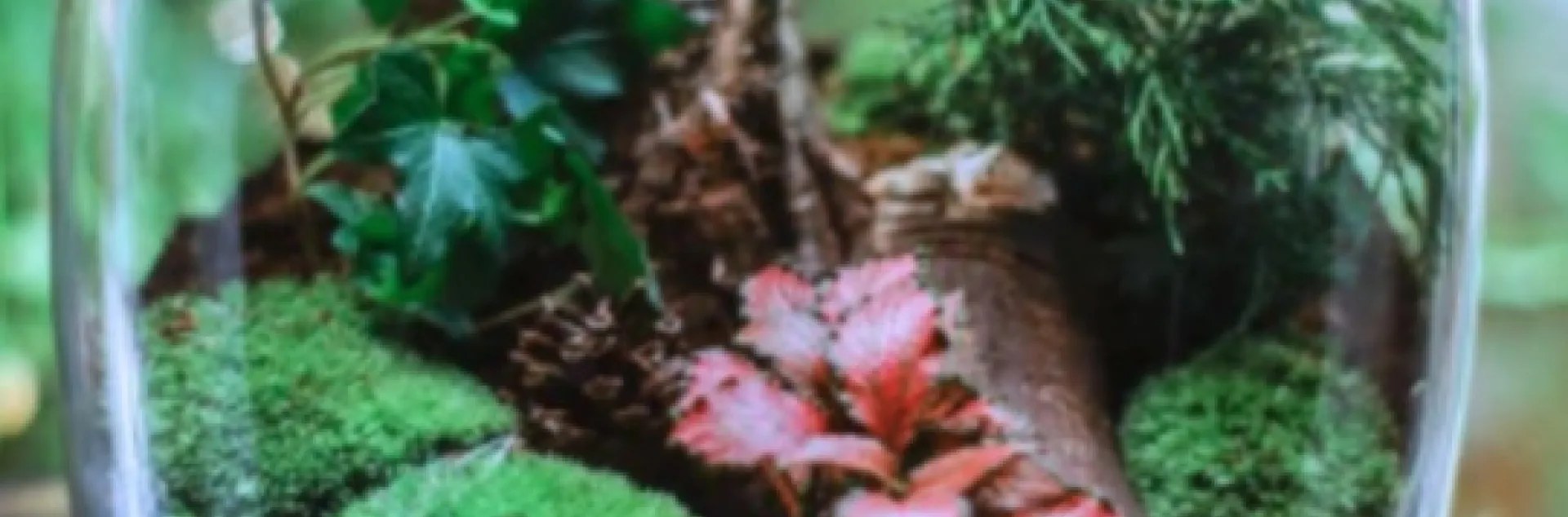 Create your own terrarium or succulent box