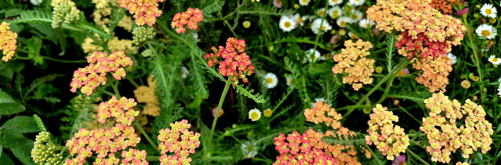 Close up of red, orange, and yellow yarrow