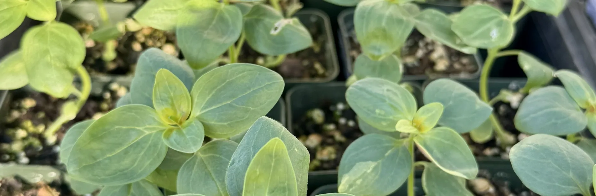 Closeup of green seedlings growing in container rows