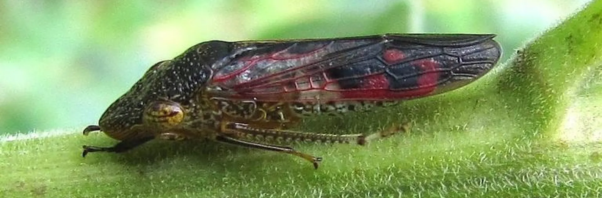 An adult glassy-winged sharpshooter on a green stem of a plant