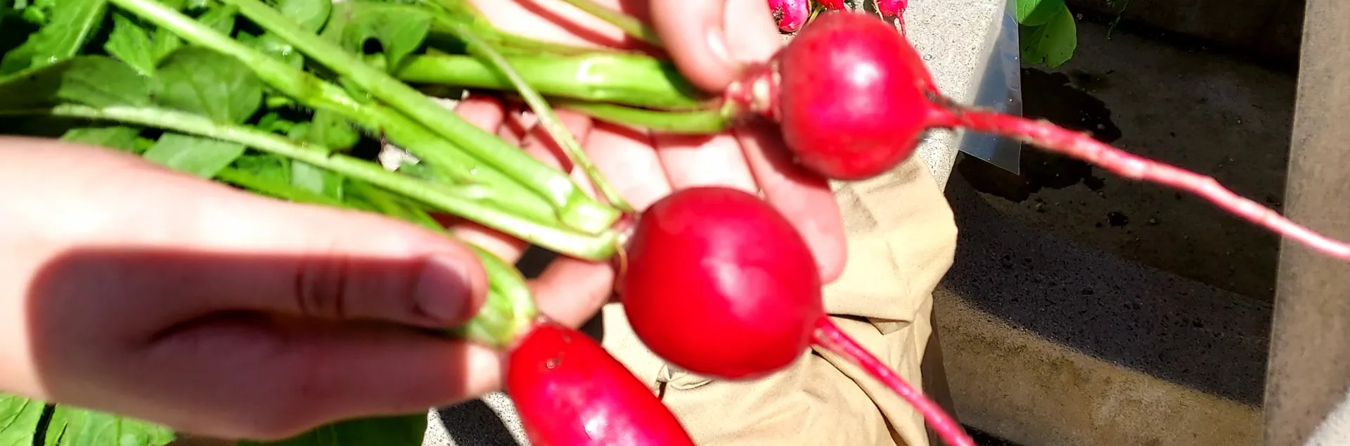 Picture of a hand holding radishes with the stems on them.