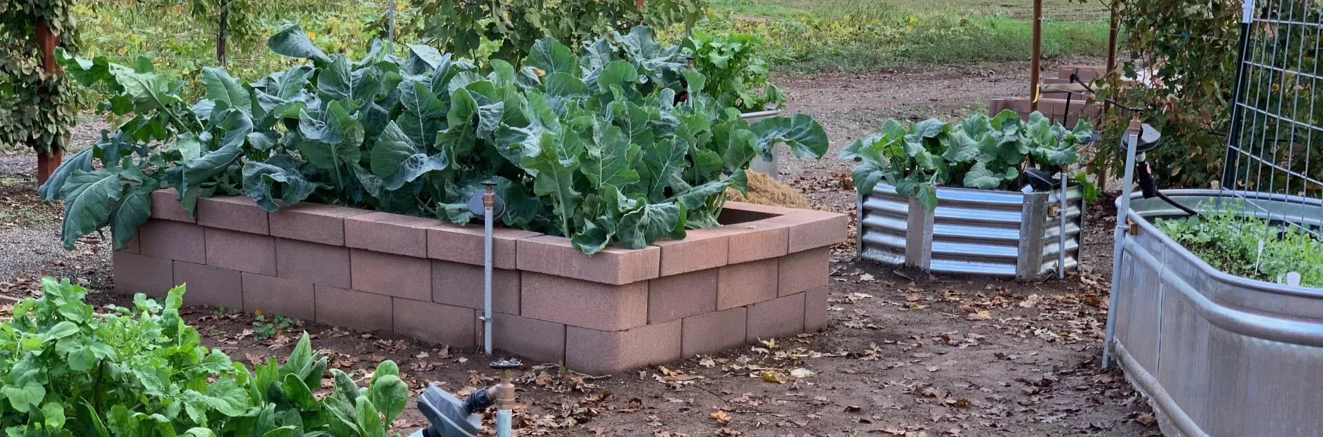 Vegetables in the Edible Landscape Garden at the Demonstration Garden. Laura Kling