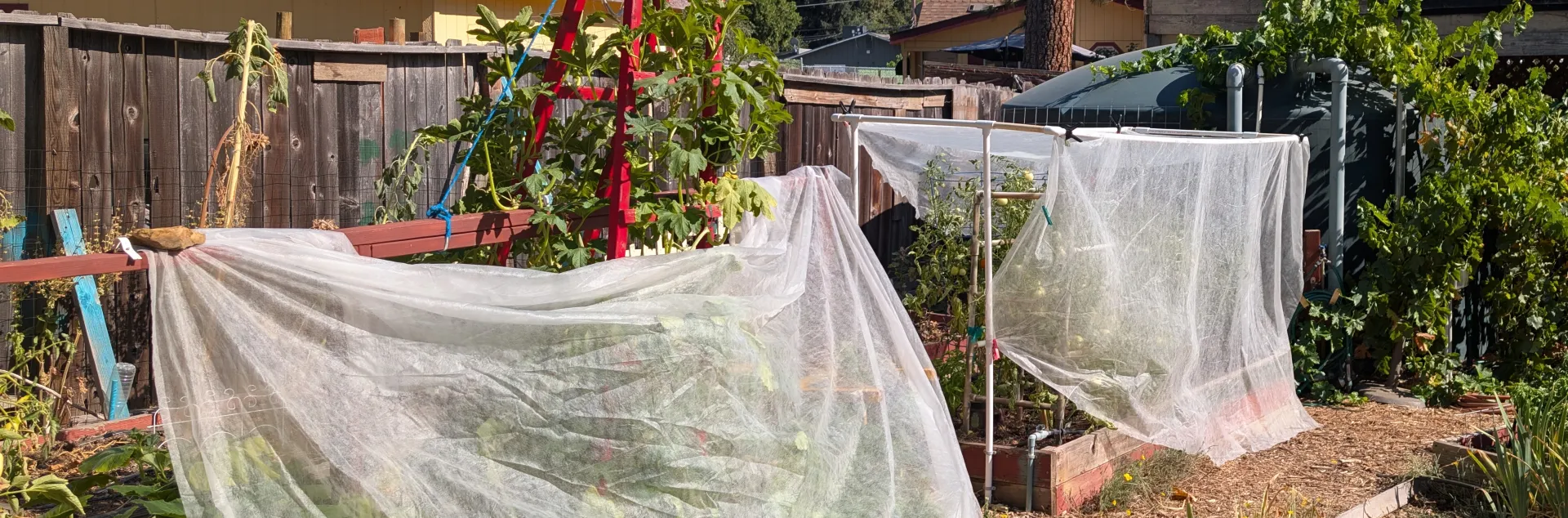 Image of a garden used to grow salad.