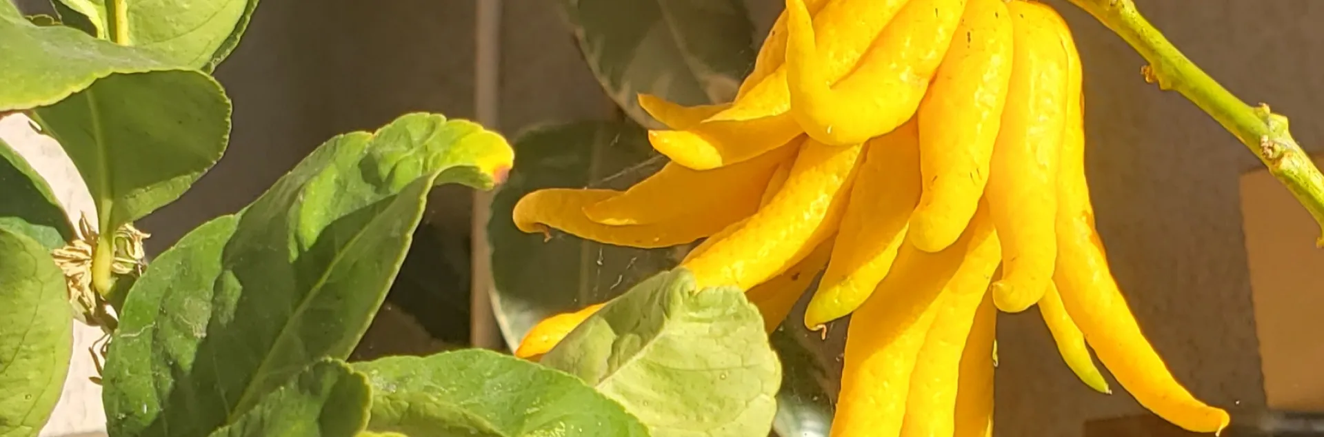 Buddha's Hand citrus. Michelle McNeill