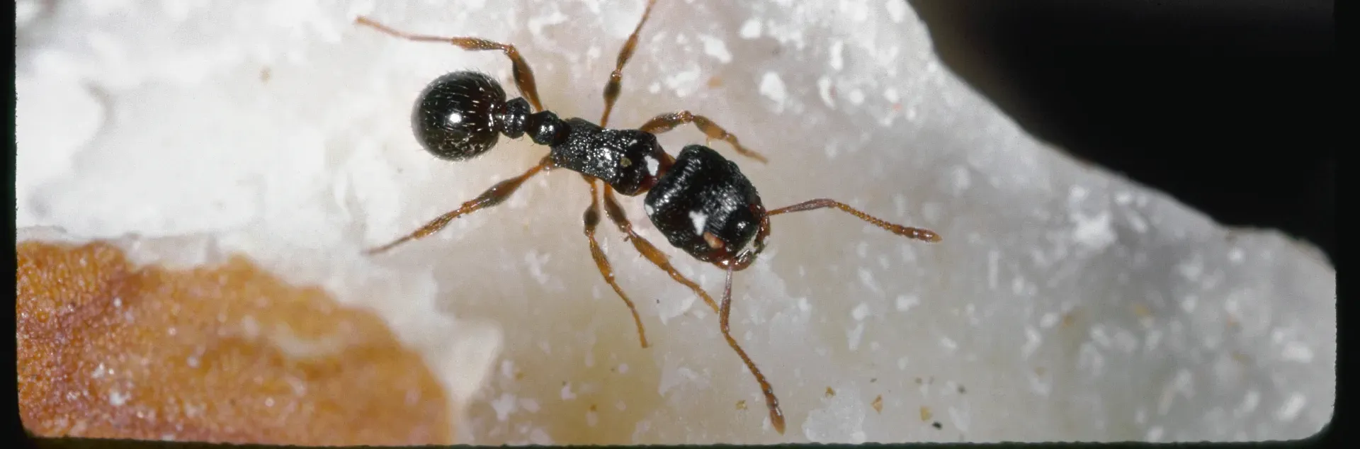 A black adult ant feeding on damaged nut