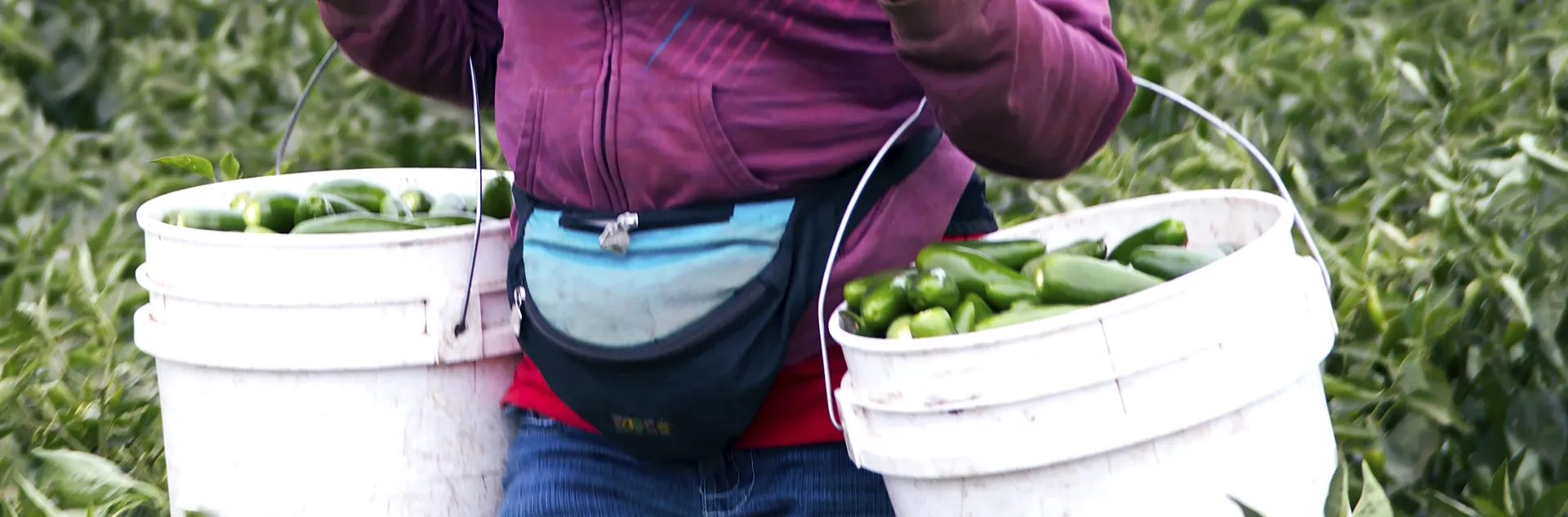A female farmworker wearing a pink hoodie and a pink bandana over her mouth carries two buckets full of jalapeños while walking through a field of peppers.