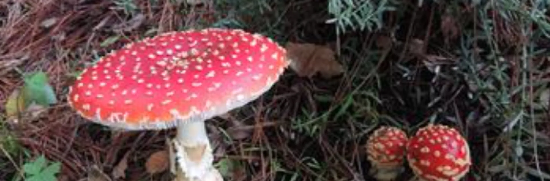 Amanita muscaria with their polka dot red caps are called the fairy tale mushroom