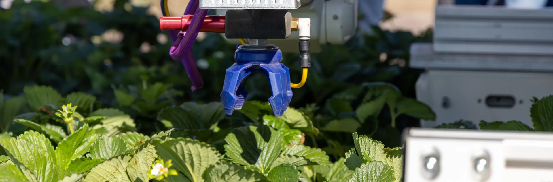 Automatic strawberry picker poised above plants, ready to pick a strawberry