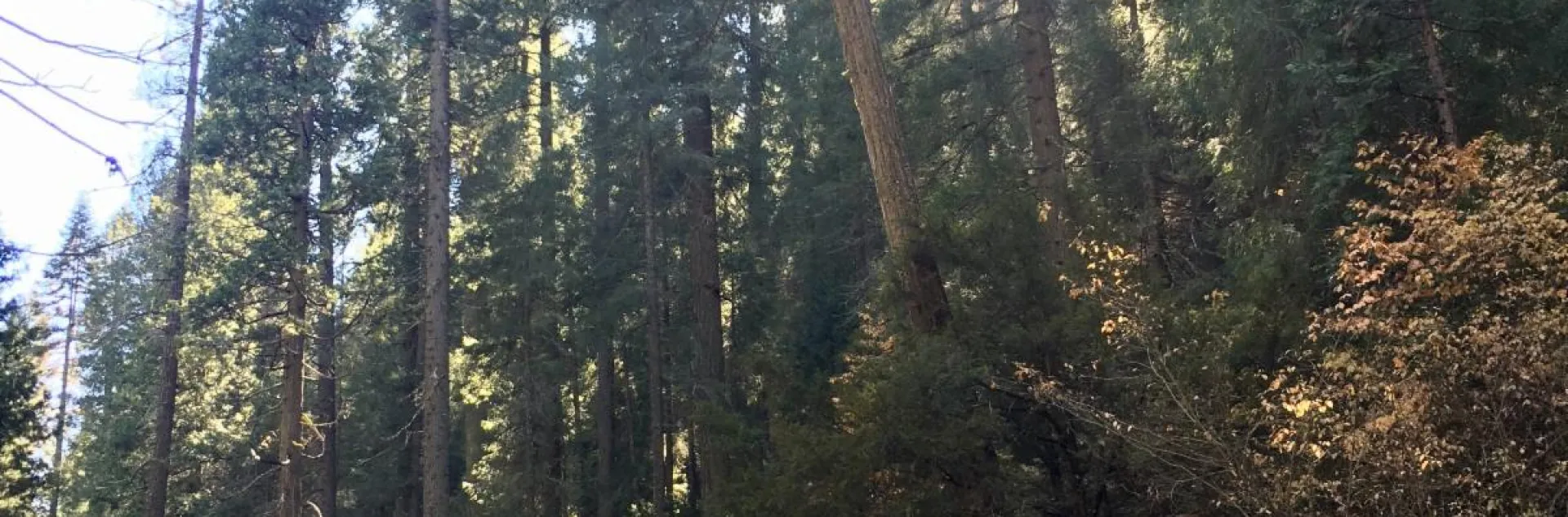 Forestland with tall conifers in the background.