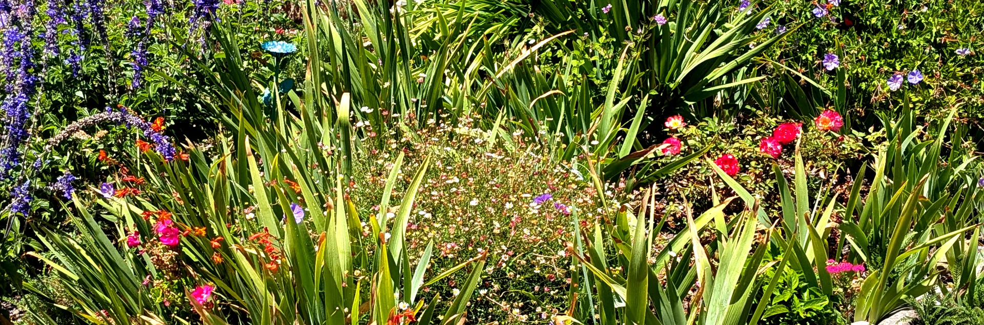 Home garden in full summer bloom