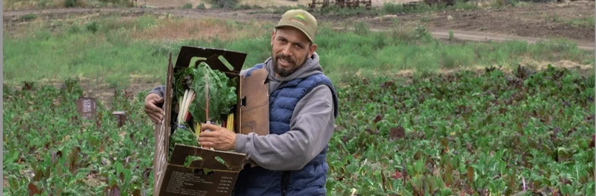 A man carries a box of leafy greens from the field