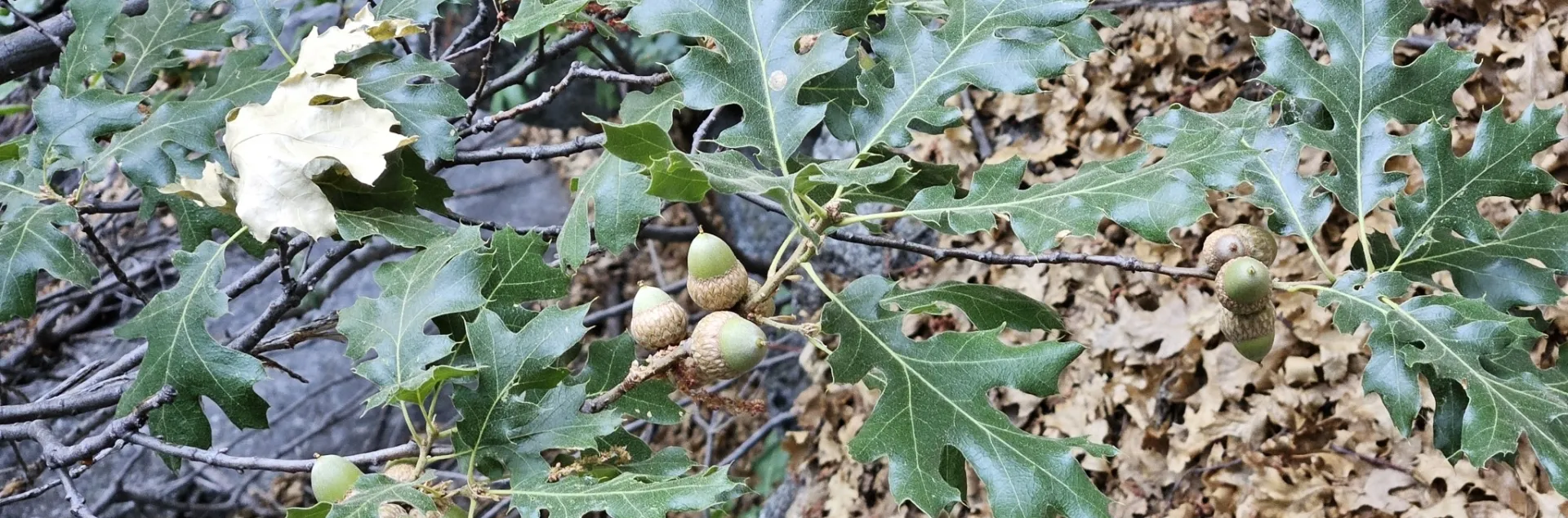 California black oak leaves and acorns.