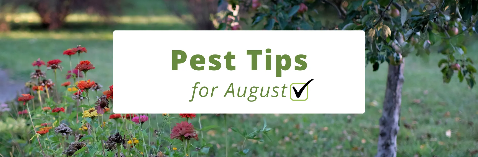 August pest tips