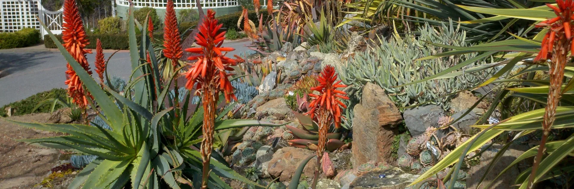 bright succulents blooming in the Succulent Demonstration Garden in front of the restored greenhouse at Falkirk in San Rafael