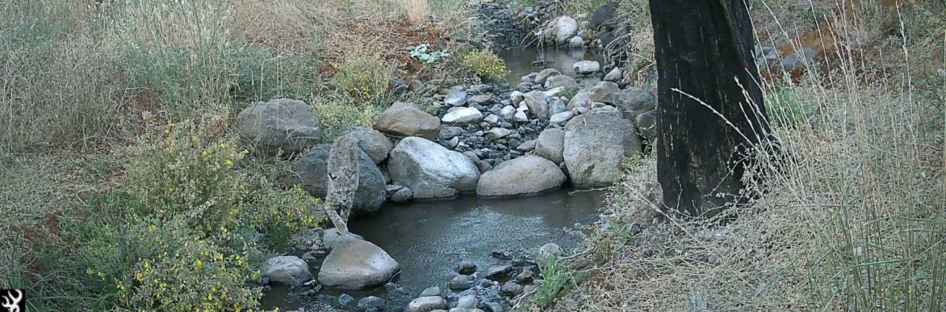 Bobcat sighting by a creek.