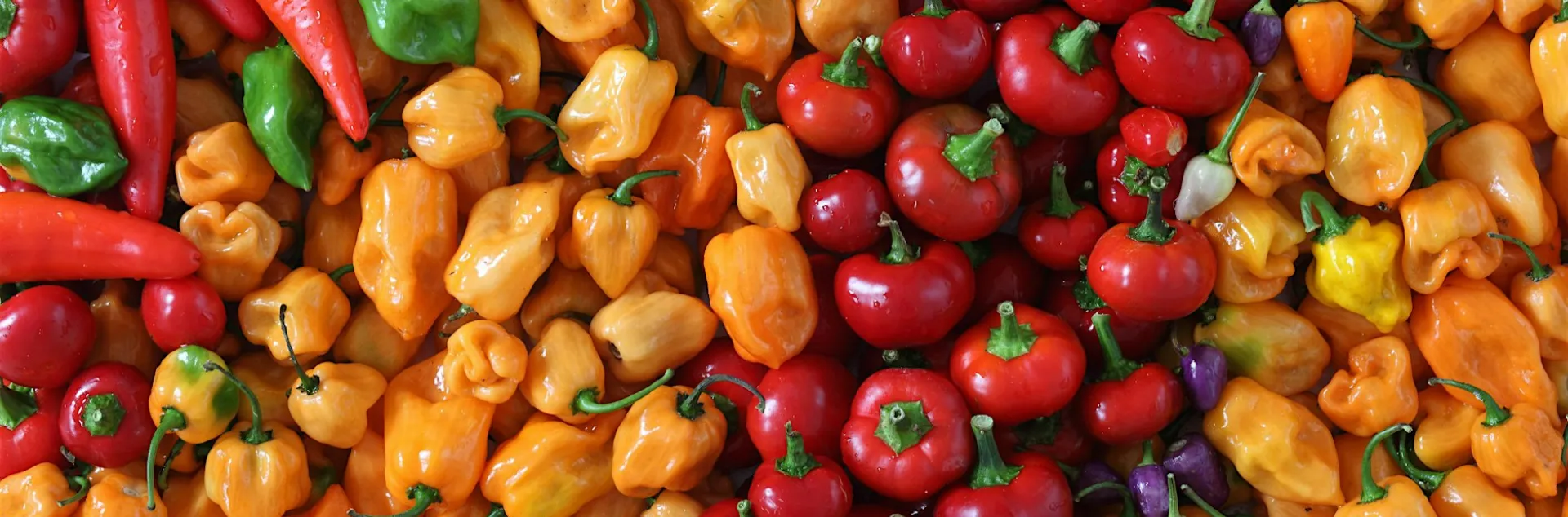 Chili Peppers