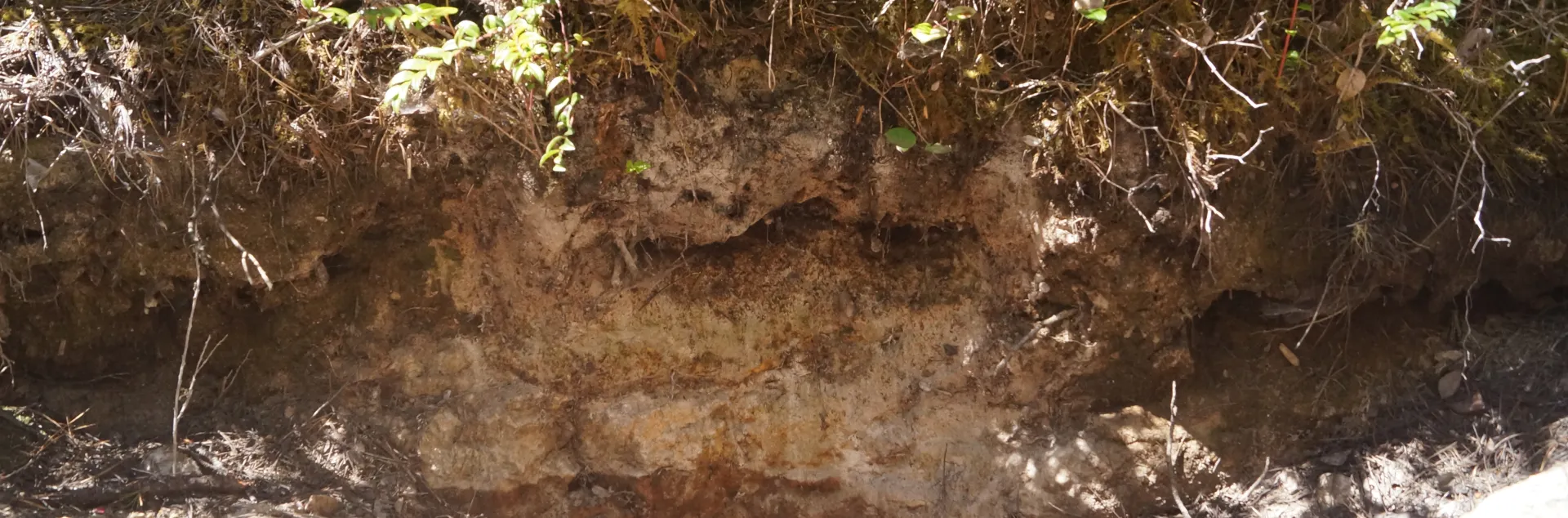 Pygmy forest soil pit.