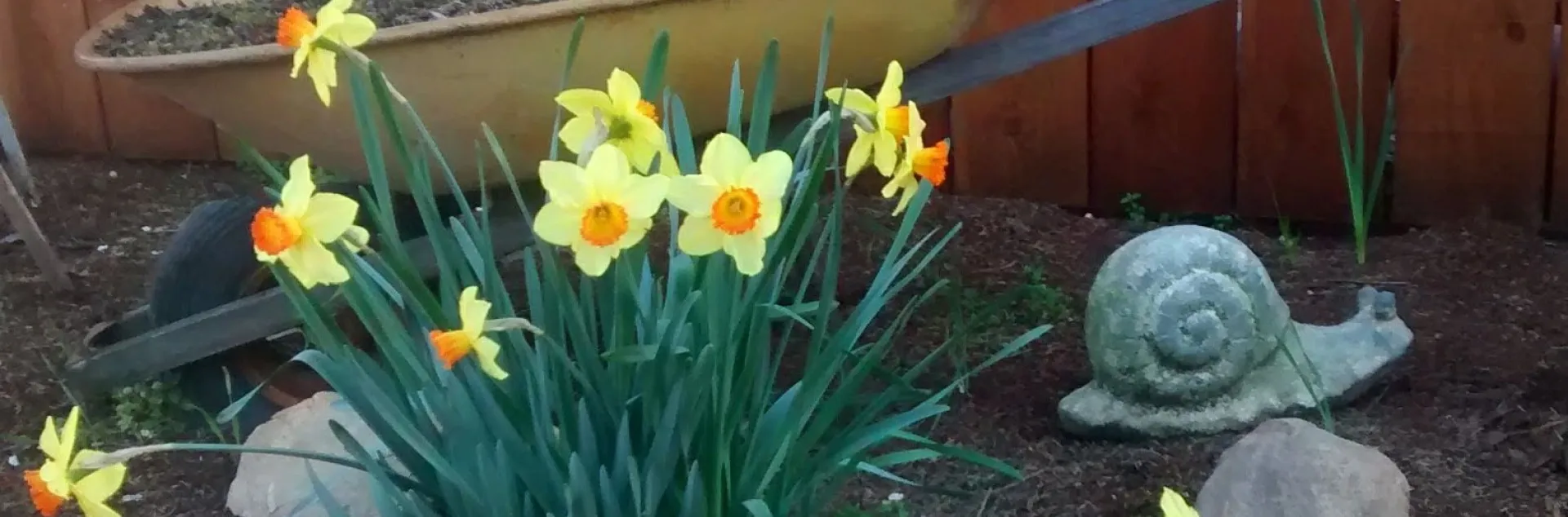 Daffodils in front of a wheelbarrow