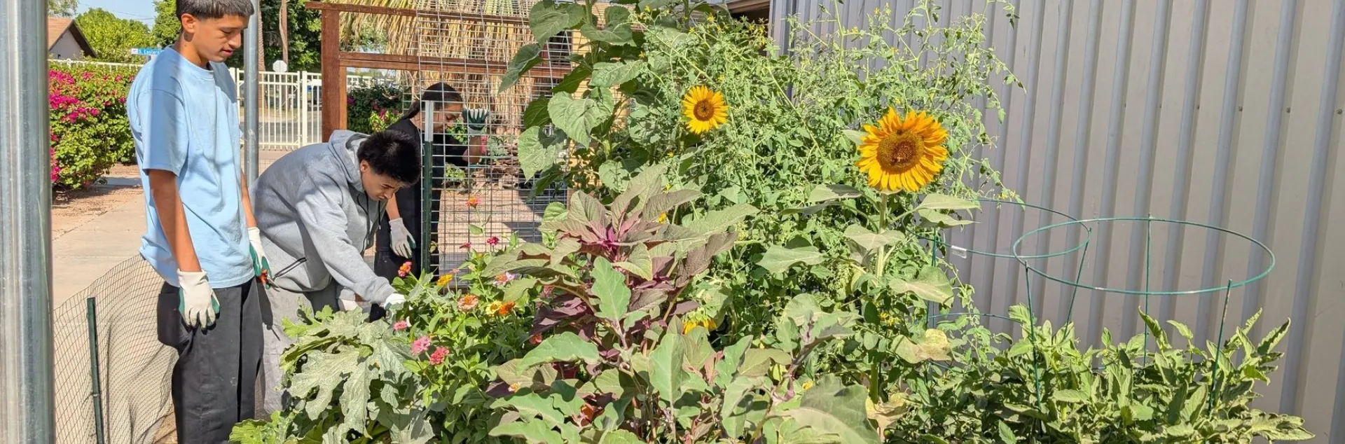 A student standing near a raised vegetable garden bed filled with plants.