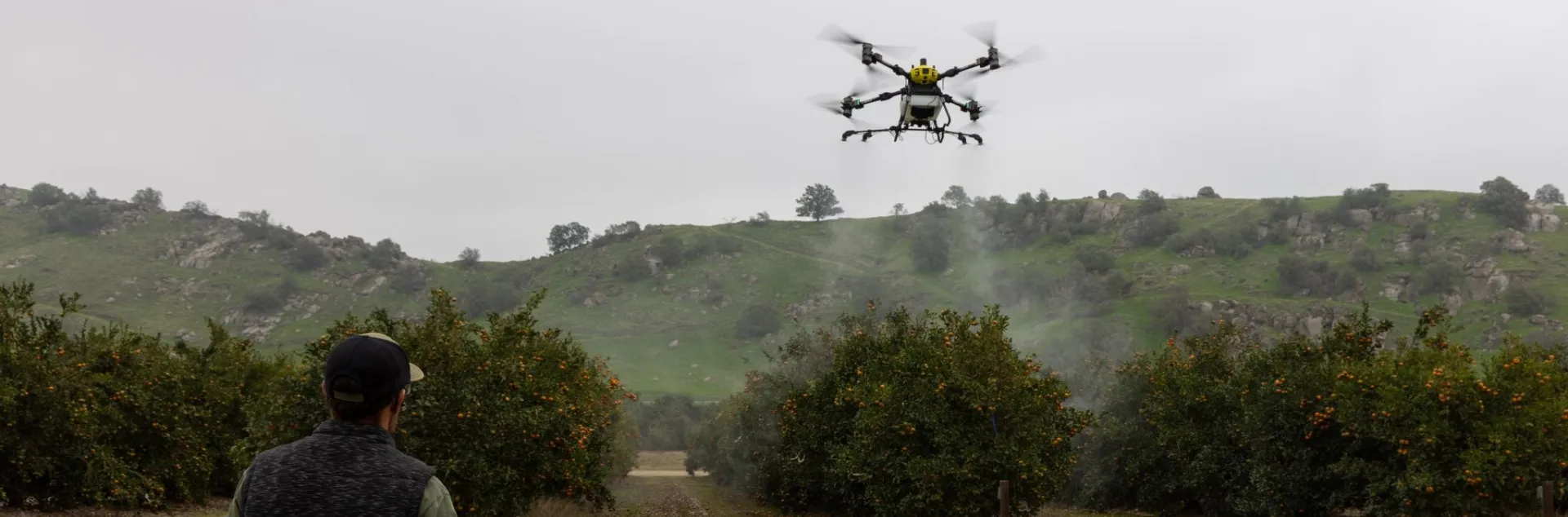 Person flies a drone over citrus grove at Lindcove REC