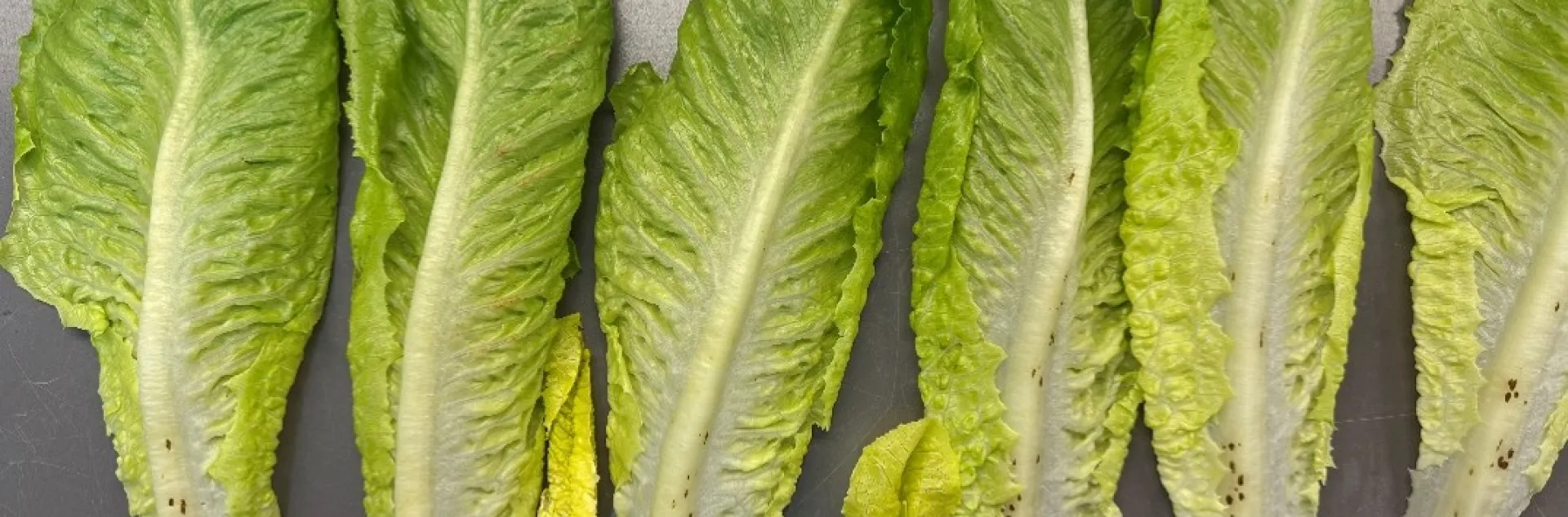 INSV negative lettuce leaves arranged side by side with brown spot symptoms on midribs.