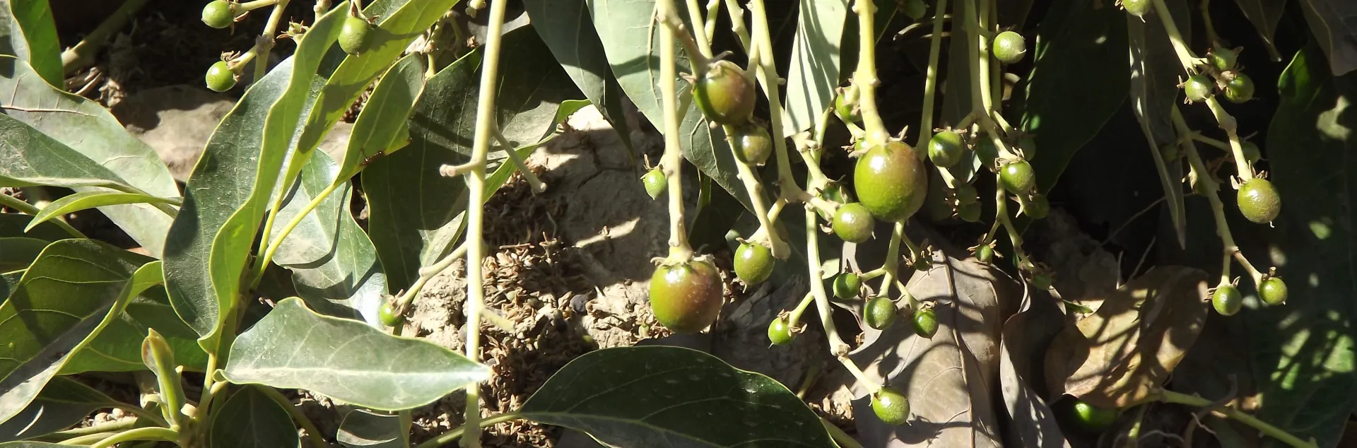GEM fruit