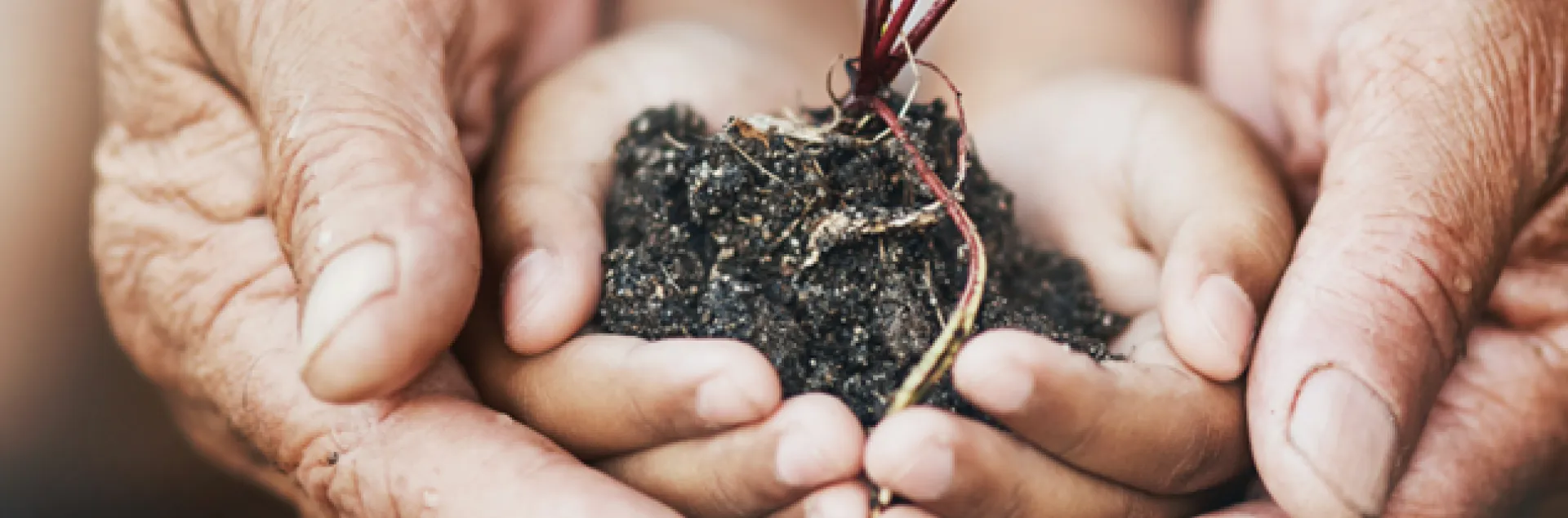 Human hands holding a small plant with ball of soil and roots
