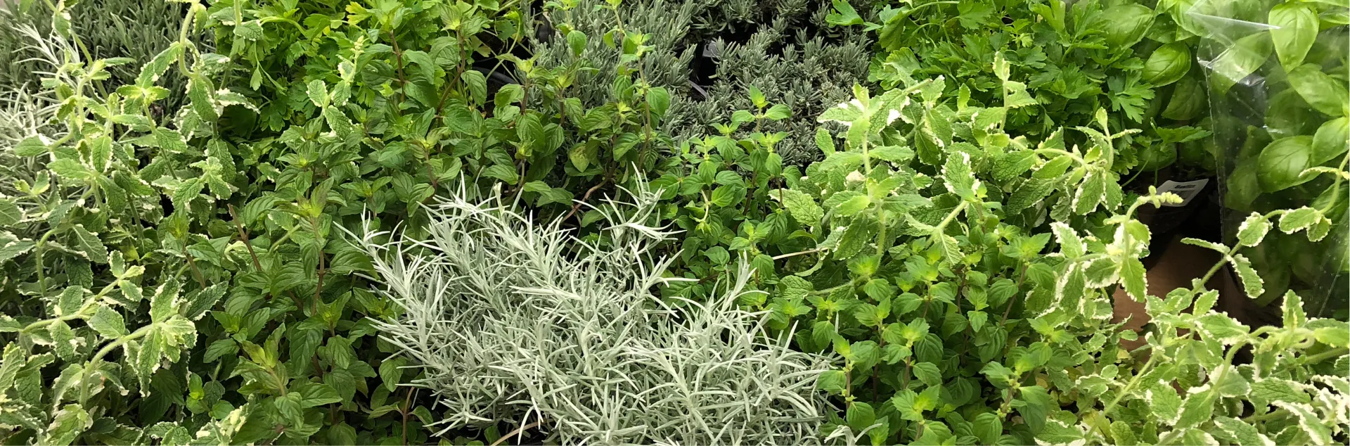 A planting of herbs in a garden