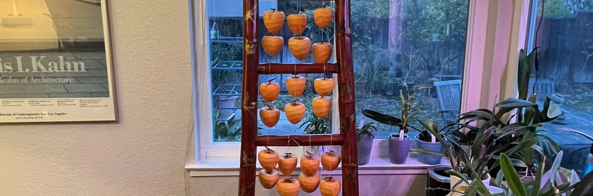 a wooden ladder adorned with dozens of hanging persimmons leans in front of a window 