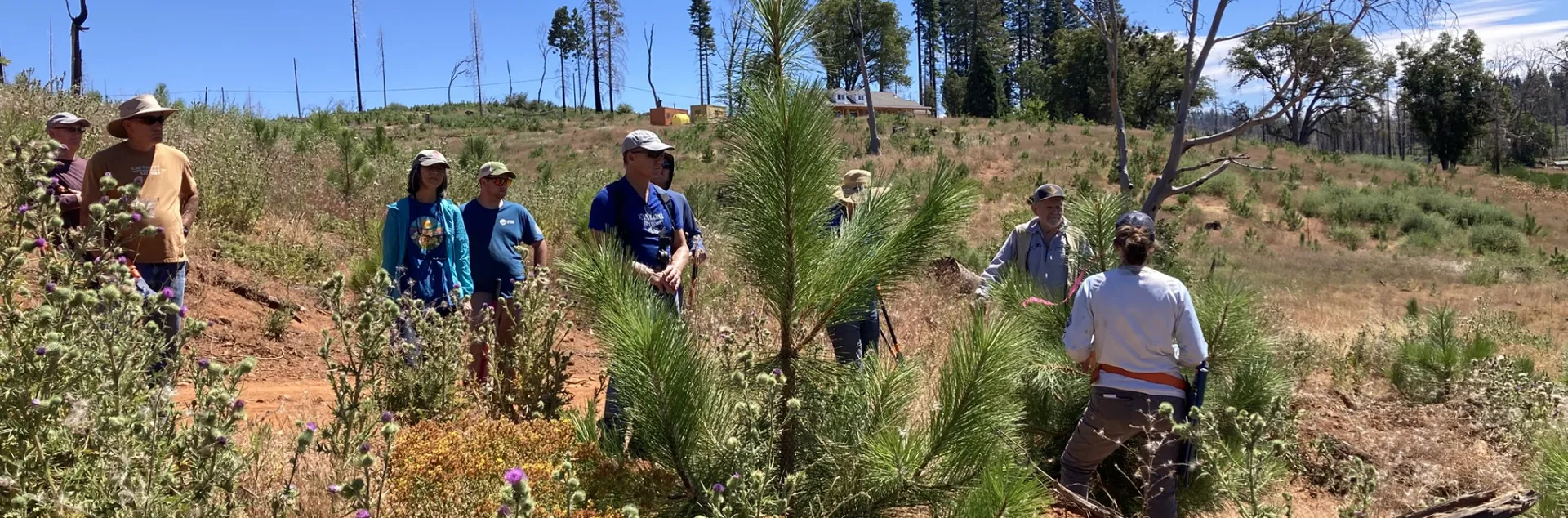 People stand among young conifer trees.