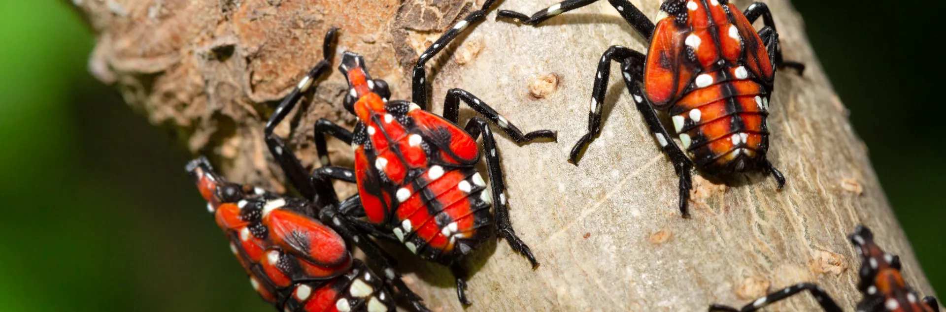 Instar nymphs of Spotted lanternfly