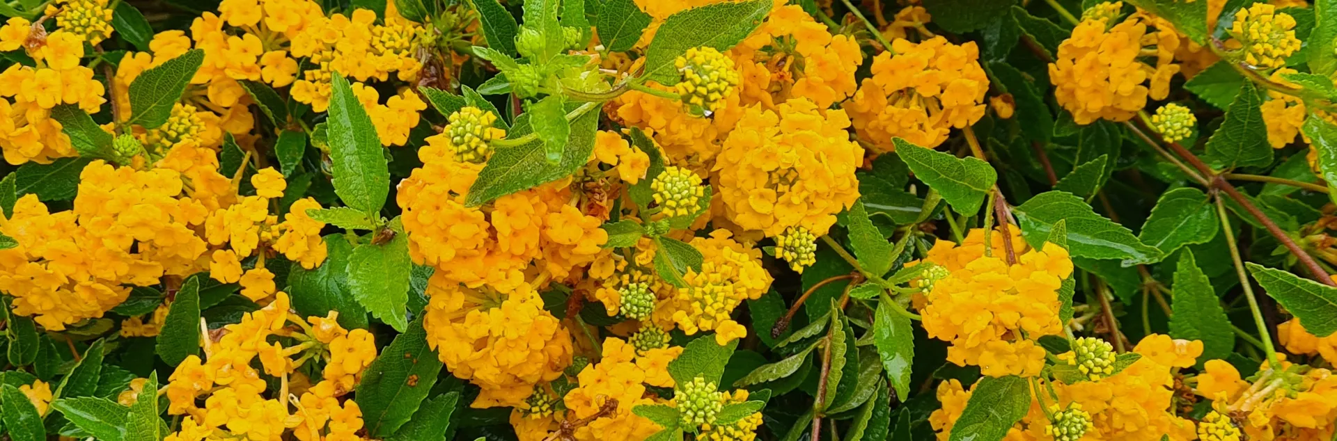 Yellow flowers on shrub